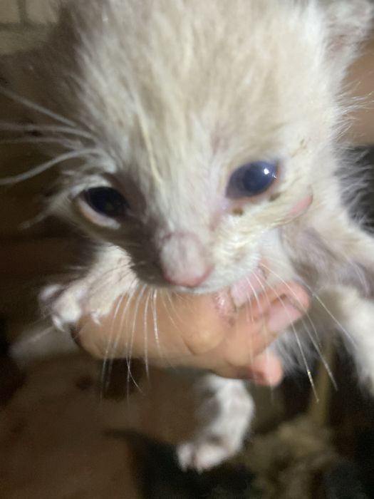 Кошка бесплотно