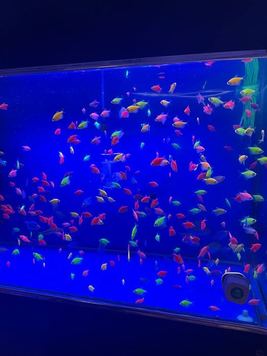 Akvarum va baliq magazin