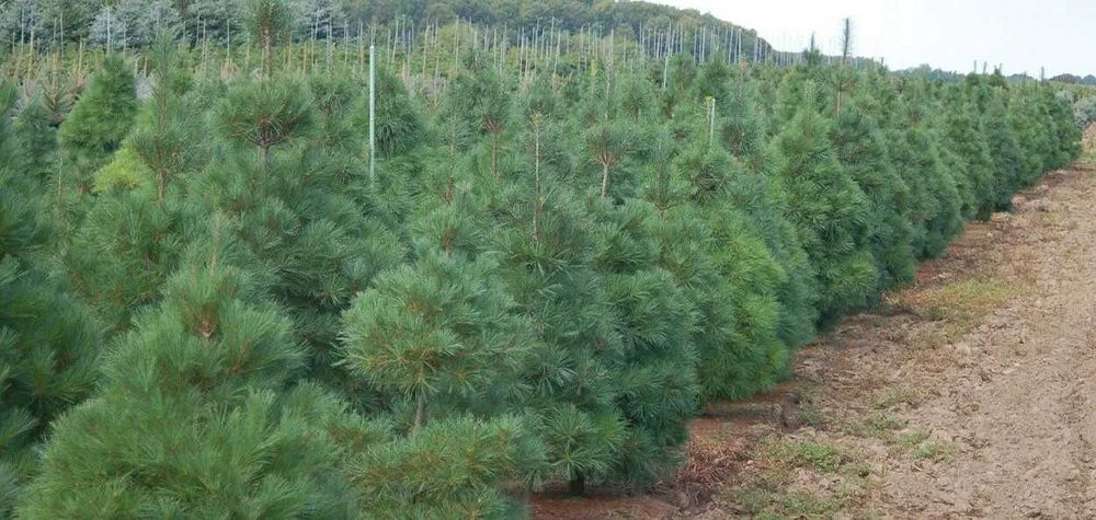 Pin Pinus Sylvestris nigra strobus