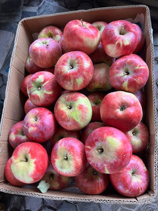 Апорт груша золотое яблоки