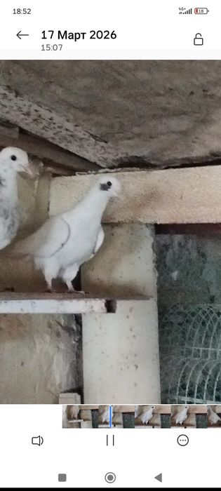 бакинские голоногие голуби