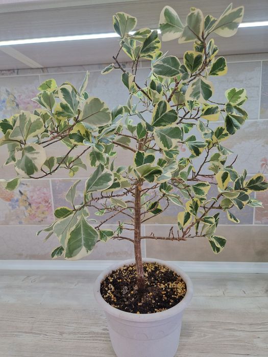 Продам цветы комнатные