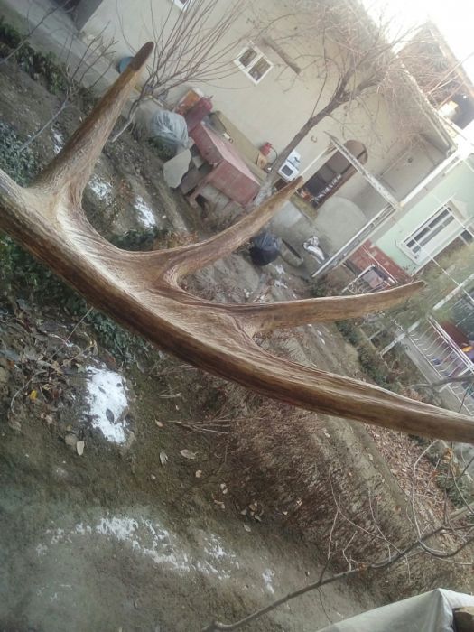 Рог лося итерьер