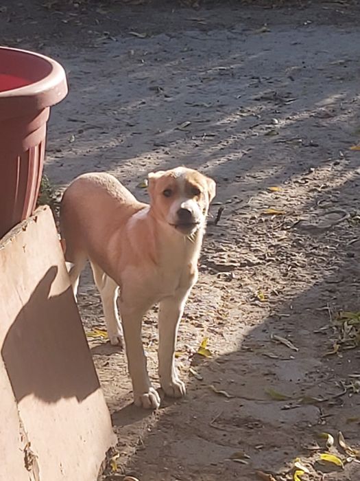 Ищем дом для малышки