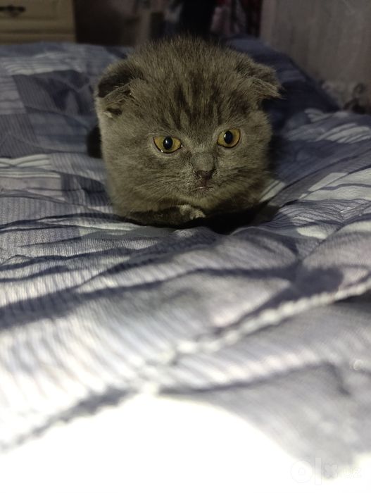 Продаю котят скоттиш-фолд