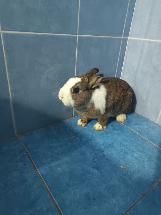 Karlik quyon sotiladi