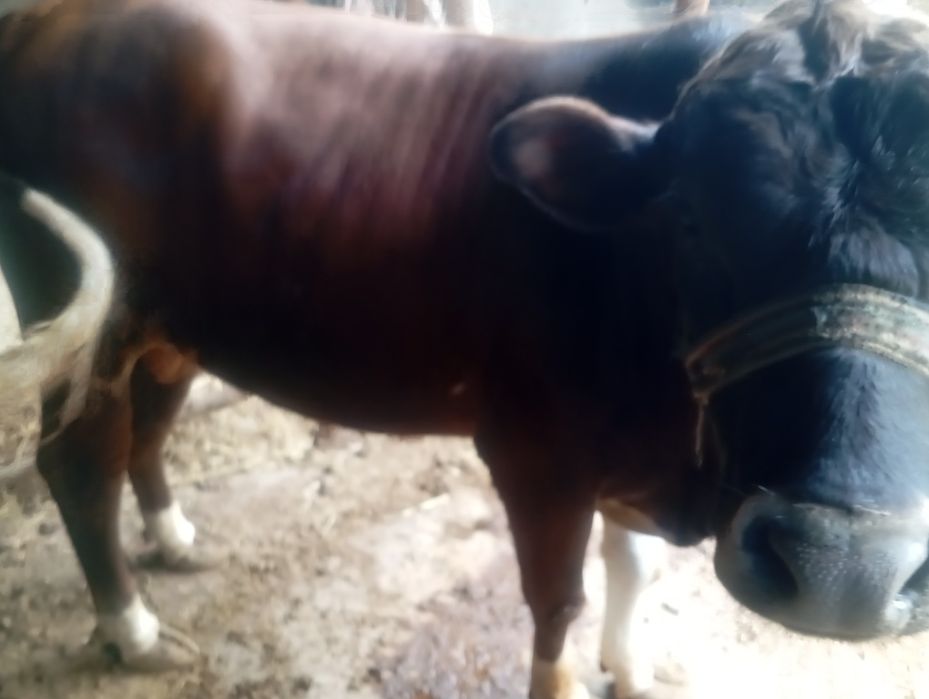 Qora mol 220 kilo