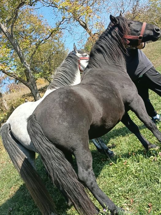 Vând caii  garantați la ham