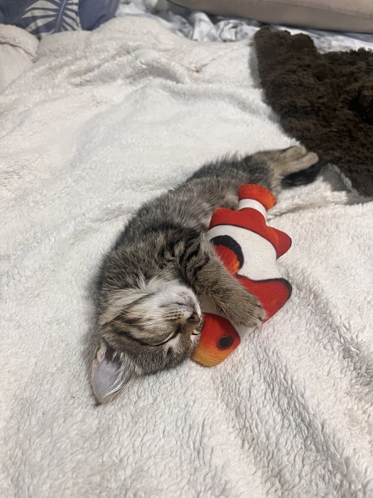 Отдается котенок в любящую семью