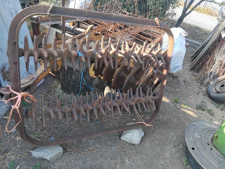 Grapă  stelata  .
