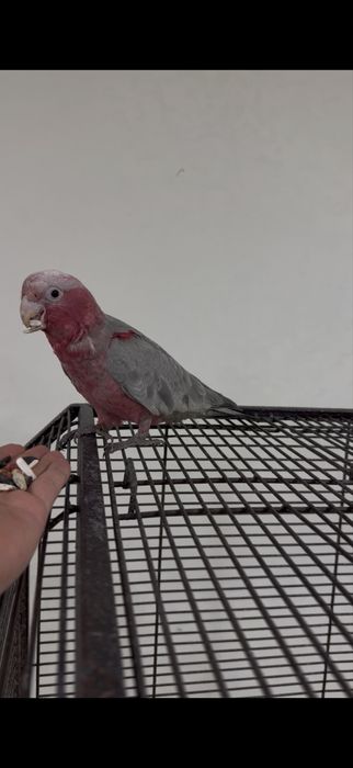 Розовый какаду, выкормыш