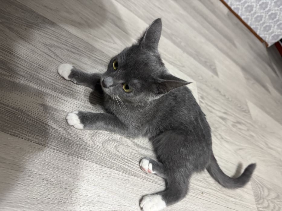 Отлами в добрые руки