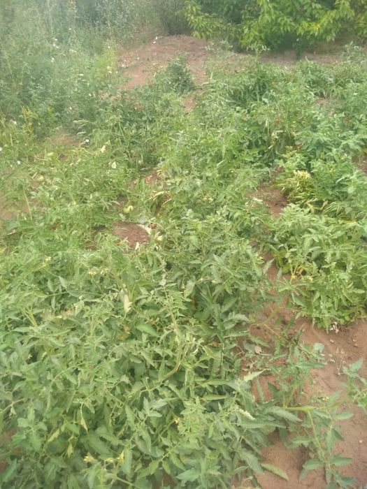 Дача в ТЭЦ 1 в хорошем состоянии