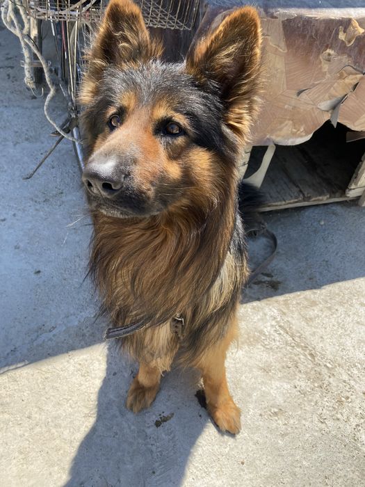 Вязка, Кабель Пародистой Овчарки