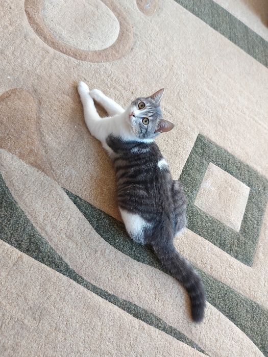 Отдам в добрые руки