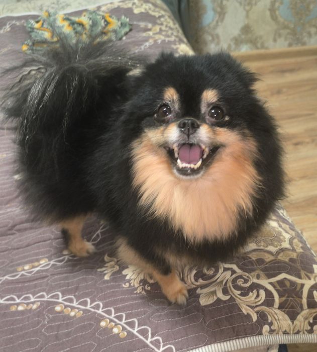 Продается девочка шпиц