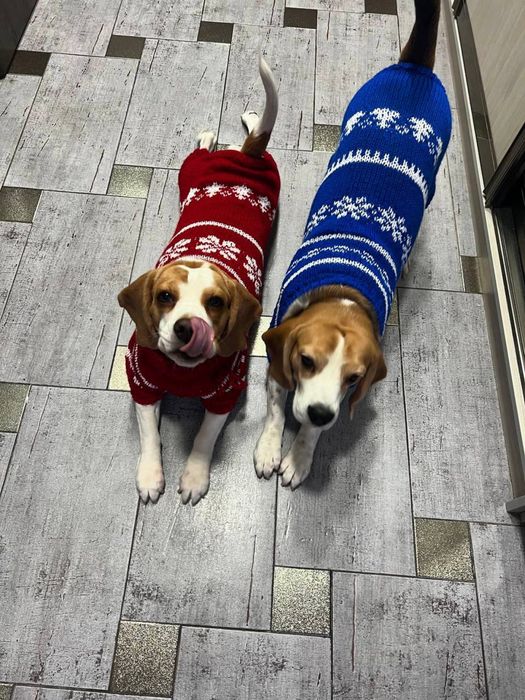 Вязаная одежда для собак и кошек