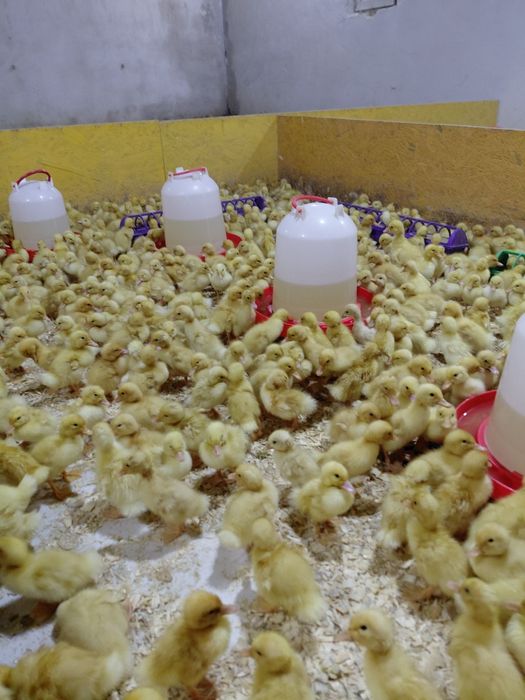 Все птица в наличии Башкирия