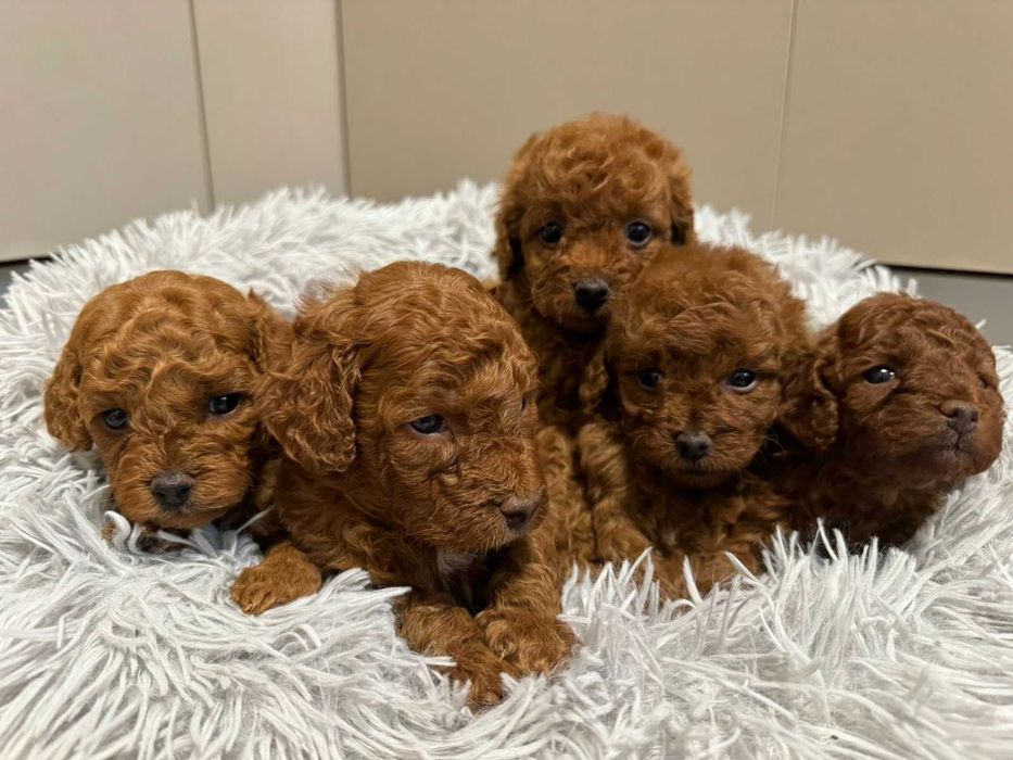 мъжки и женски кученца той пудел