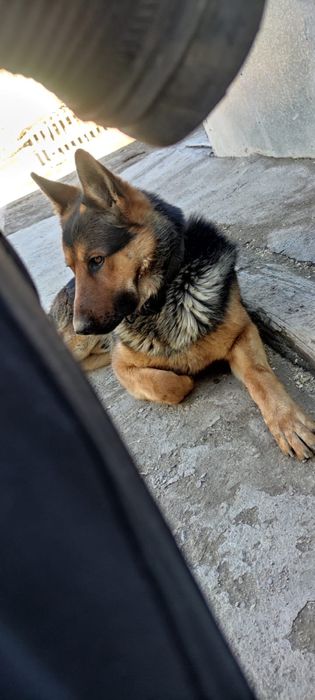 Кабель ищет сучку