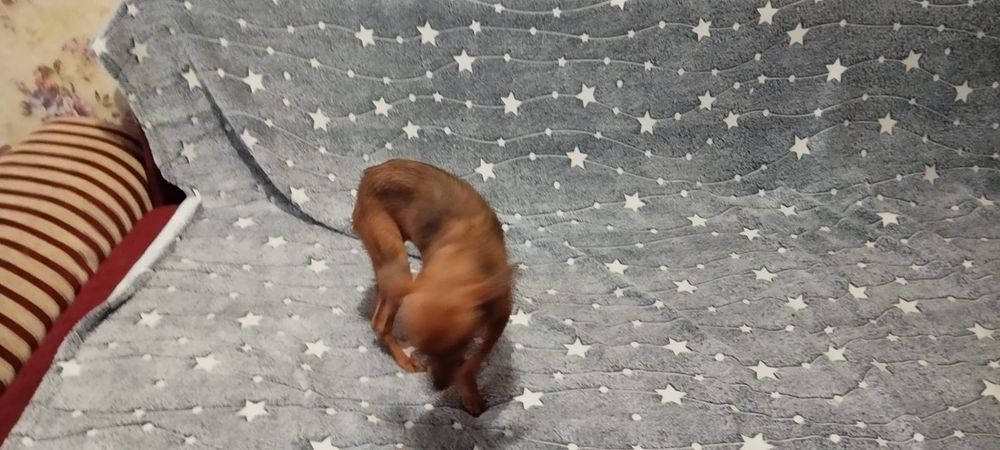 Продам Русский той