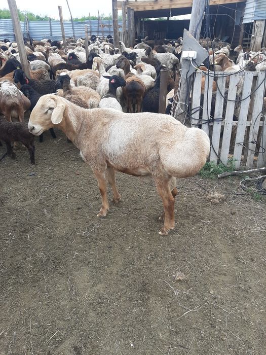Продаётся хорошии кошкар