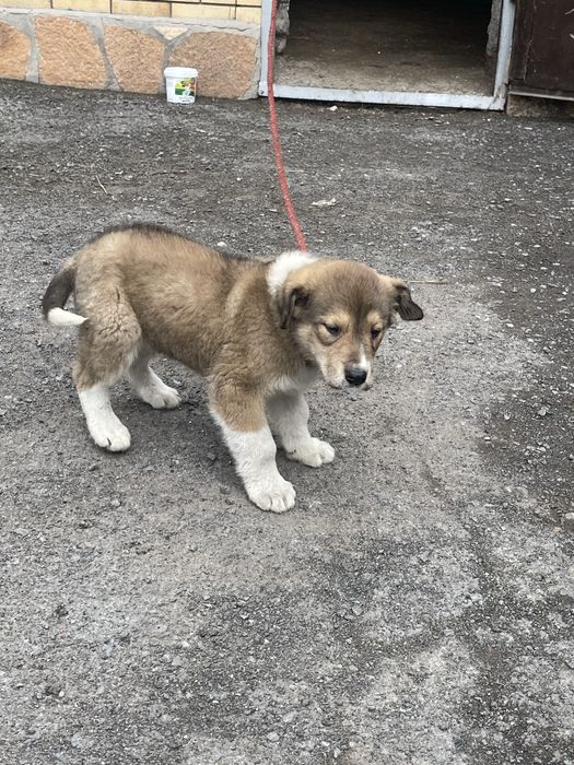 Алабай собака чистокровная