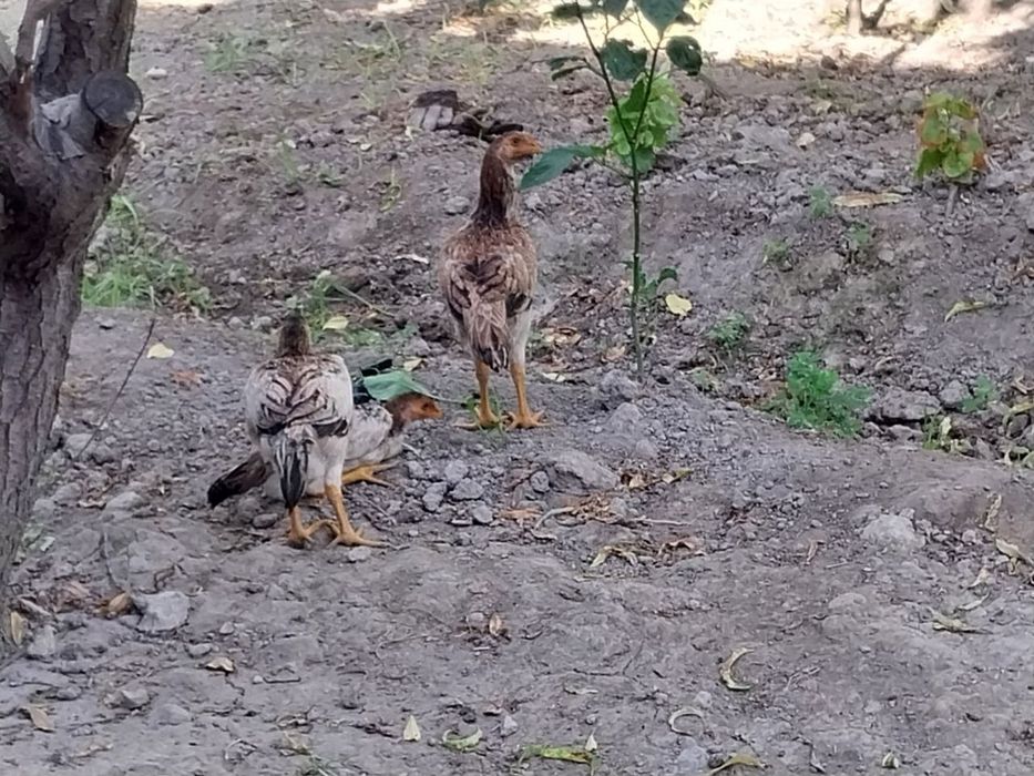 Dadang tovuq sotiladi tuxim tugʻayapti