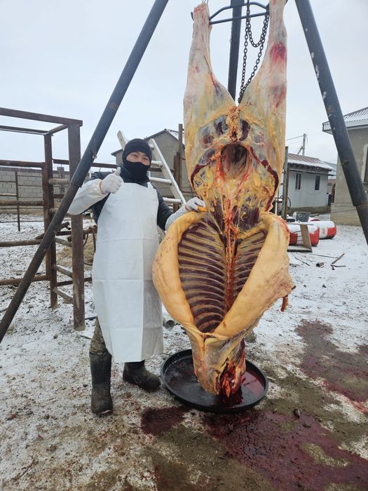 Ет табақ бие Байтал жылқы