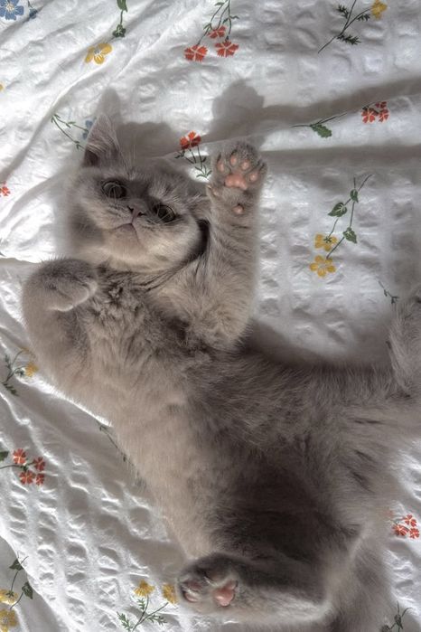 Продаются шотландские котята