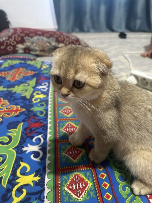 Вислоухая золотая шиншила