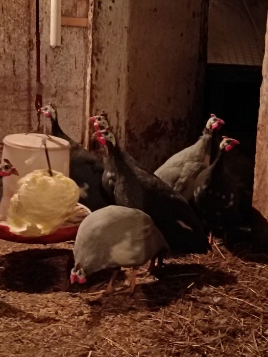 Продам молодых цесарок