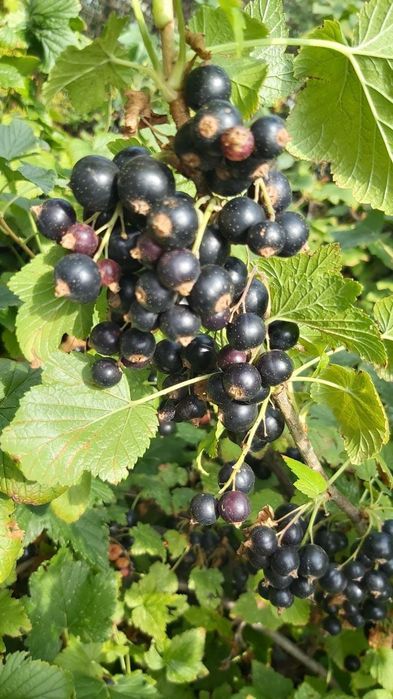 Продам дачу,,Тихая роща,,