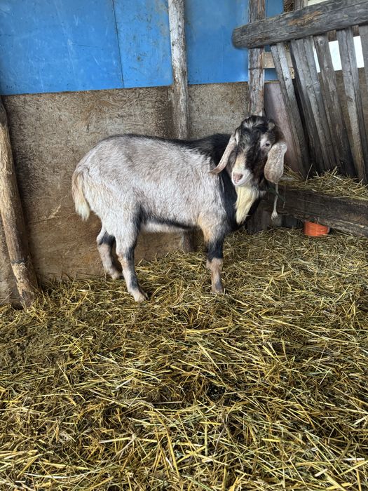 Vand tap foarte bun pentru monta