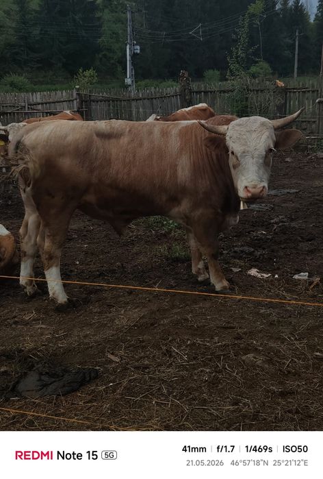 Vând Taur Simmental Rasă Pură – 2 ani, aprox. 650-700 kg, ideal pentru reproducție