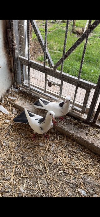 Голуби. Шейка пара ширакохвостые