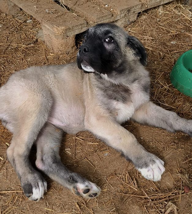 В добрые руки! Девочка