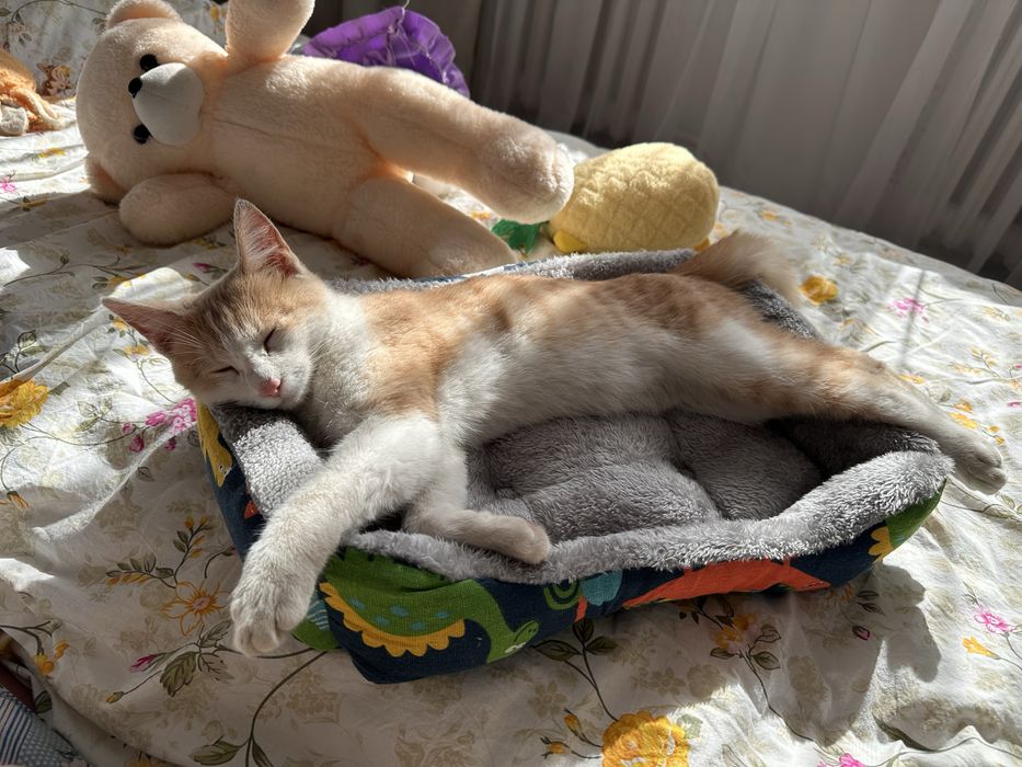 Отдам котенка даром