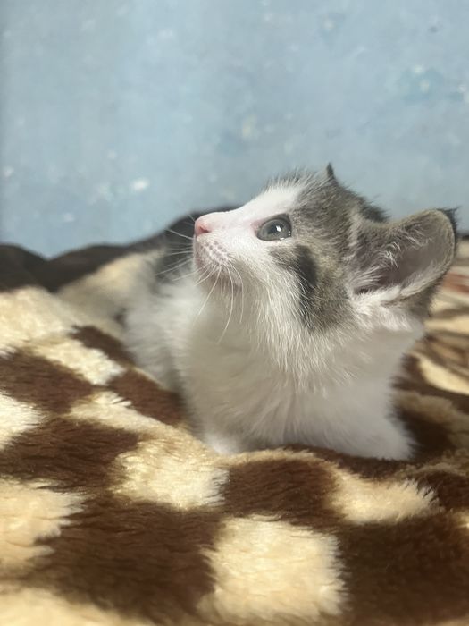 Котенок девочка. В добрые руки
