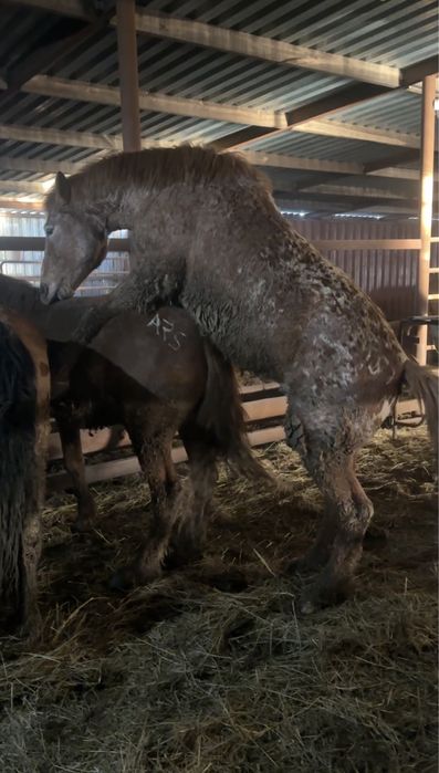 Айгыр  шубар 3 года