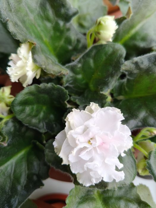 Фиалка в горшке цветущая