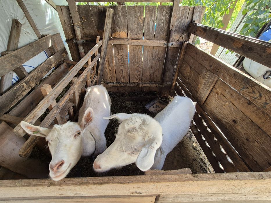 Vând capre si un țap