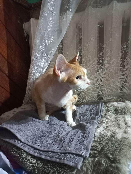 Котёнок Девон Рекс