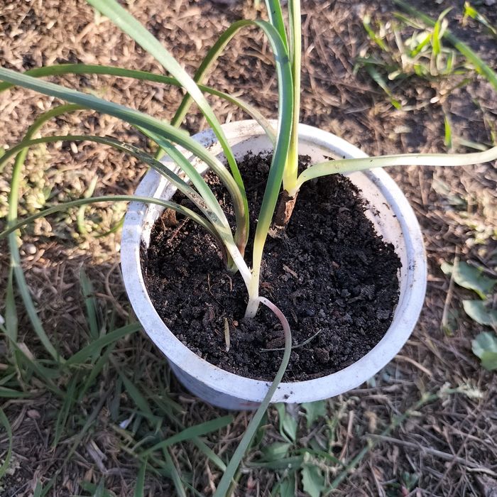 Зефирантес розовый