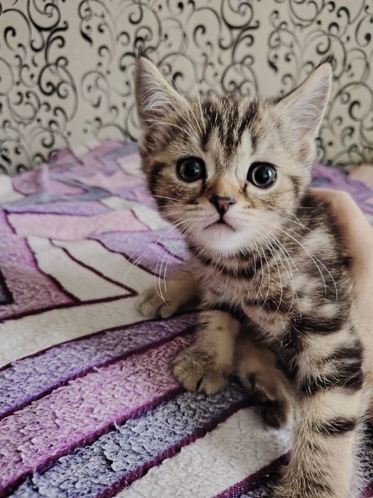 Продаются котята, шотландцы.