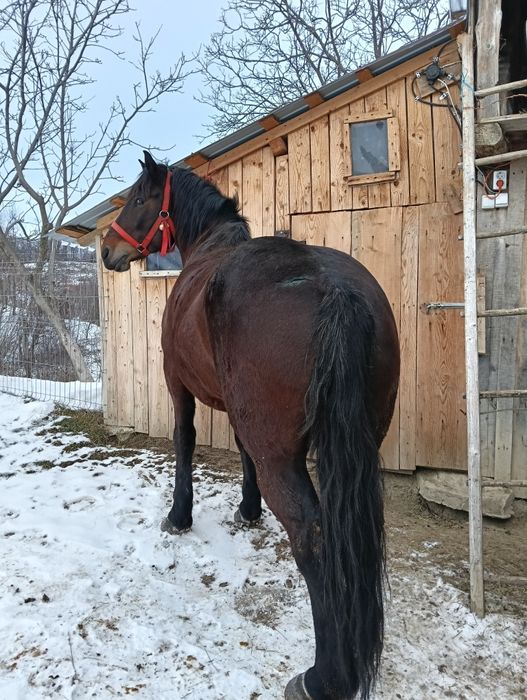 Vând iapa de 4 pe 5 ani cuminte și garantata  de ham