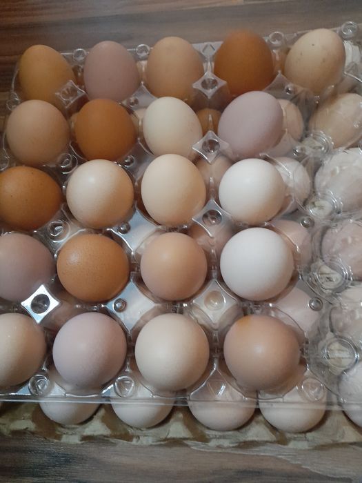 Яйцо для инкубатор