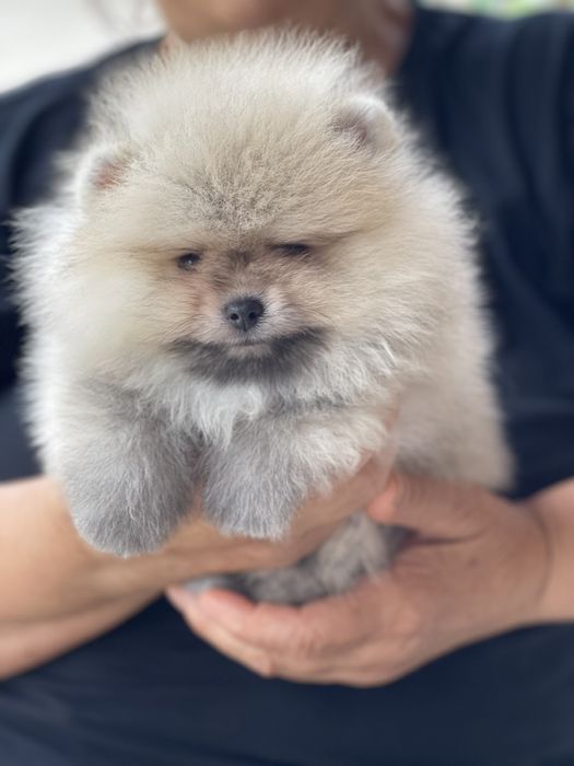 Померан Мини