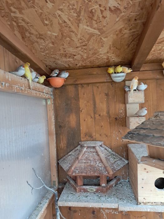 Vând Prepelițe Chinezești