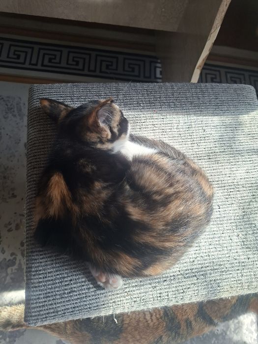 Кошечка 3 месяца